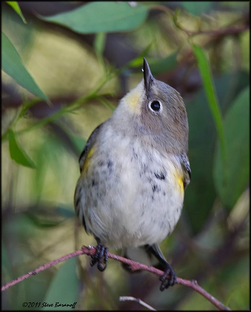 _1SB9411 audubon's warbler.jpg